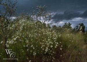 Storm Above the Weeds